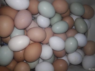 Лот: 17053080. Фото: 1. Яйцо куриное домашних курочек... Мясо, птица, яйцо