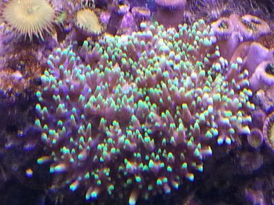 Лот: 5056538. Фото: 1. родактис волосатый зеленый. Моллюски, ракообразные, кораллы