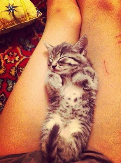 Лот: 3358882. Фото: 1. Котейка. Кошки, котята