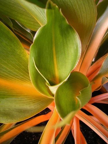 Лот: 4295134. Фото: 1. Оранжевый "крылатый", "орхидейный... Горшечные растения и комнатные цветы