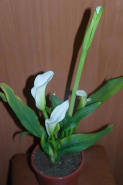 Лот: 3389715. Фото: 1. Калла белая. Горшечные растения и комнатные цветы