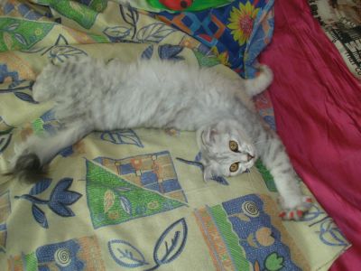 Лот: 4417582. Фото: 1. Шотландский вислоухий кот срочно... Кошки, котята