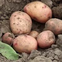 Лот: 18083423. Фото: 1. Картофель крупный отборный прошлого... Картофель