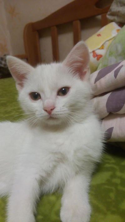 Лот: 4943328. Фото: 1. Отдам котят британцев. Кошки, котята