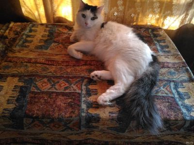 Лот: 15506304. Фото: 1. Сибирский длинношерстный кот. Кошки, котята