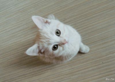 Лот: 13468162. Фото: 1. Шотландский котенок скоттиш-страйд. Кошки, котята