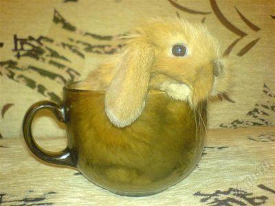 Лот: 630733. Фото: 1. декоративный вислоухий кролик. Остальные животные