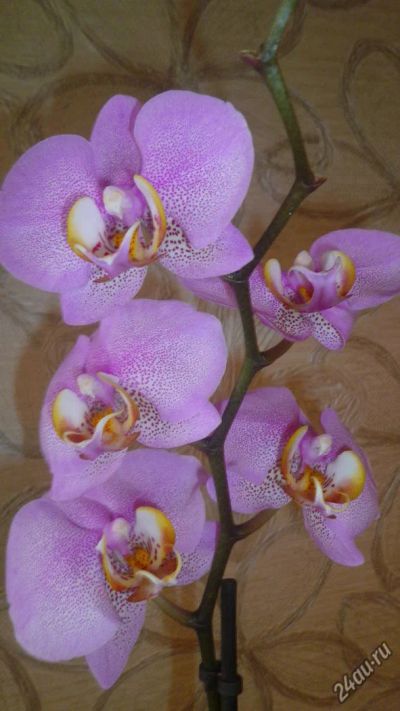 Лот: 9207544. Фото: 1. орхидея Фаленопсис (Phalaenopsis... Горшечные растения и комнатные цветы