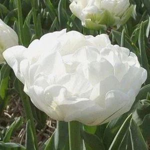 Лот: 11656756. Фото: 1. Тюльпан Глобина. Садовые цветы