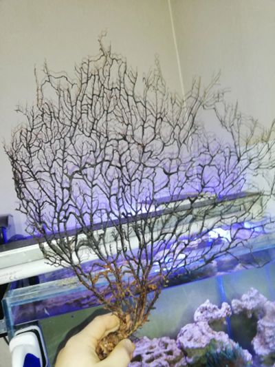 Лот: 14941199. Фото: 1. Гаргонария коралл. Моллюски, ракообразные, кораллы