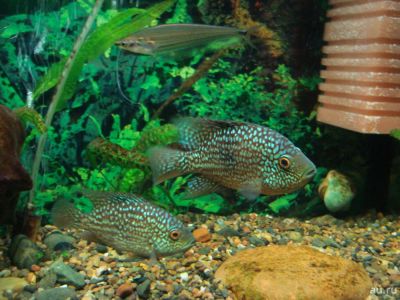 Лот: 7394714. Фото: 1. Бриллиантовая цихлазома ( Herichthys... Рыбки