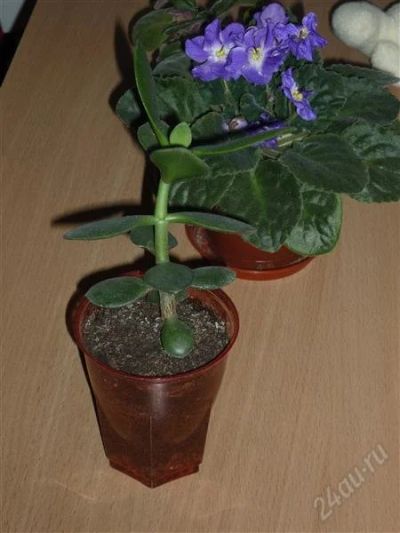 Лот: 2280729. Фото: 1. Денежное дерево, толстянка 2. Горшечные растения и комнатные цветы