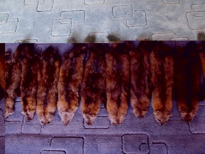 Лот: 3863657. Фото: 1. Шкурки соболя 9 шт. Другое (одежда, обувь, галантерея)