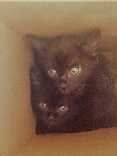 Лот: 10099453. Фото: 1. Котёнок чёрный мальчик. Кошки, котята