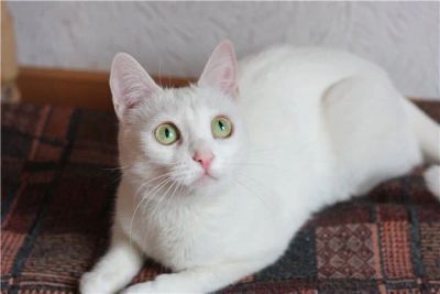 Лот: 5856378. Фото: 1. Отдам котят в хорошие руки. Кошки, котята