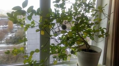 Лот: 8371256. Фото: 1. Лимон "Мейера". Горшечные растения и комнатные цветы