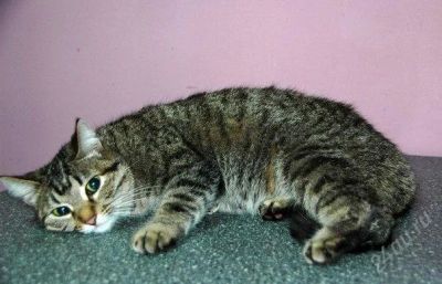 Лот: 2458255. Фото: 1. Кошка красивая, СРЧН, СМОТ, ЛОТ... Кошки, котята