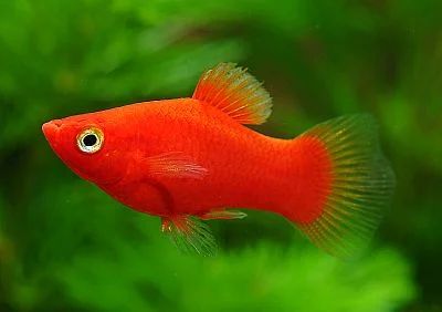 Лот: 6061576. Фото: 1. Пецилия красная (Xiphophorus maculatus... Рыбки