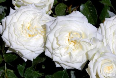 Лот: 16639935. Фото: 1. Роза Алабастер ,саженец из грунта. Садовые цветы