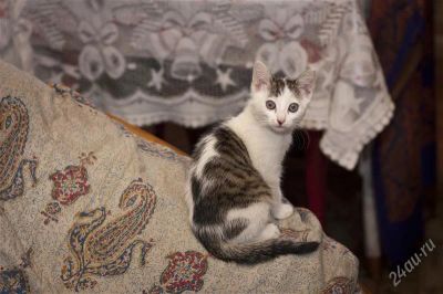Лот: 1707450. Фото: 1. Хороший котенок ждет свою семью... Кошки, котята