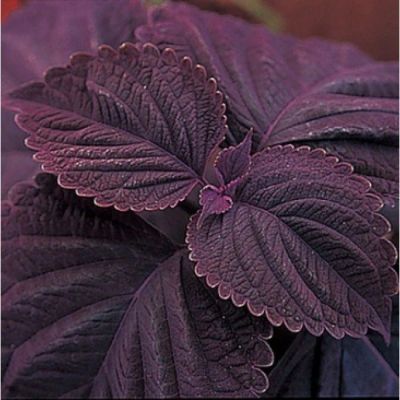 Лот: 15670040. Фото: 1. колеус Giant Exhibition Palisandra. Горшечные растения и комнатные цветы