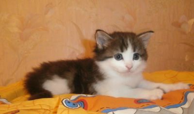 Лот: 5133589. Фото: 1. Шайба)) Родился 7 января. Кошки, котята