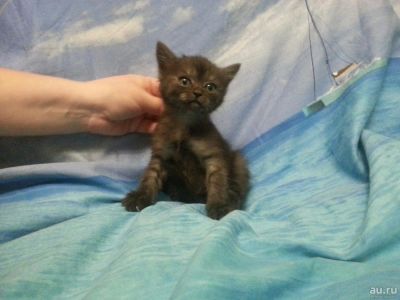 Лот: 8803382. Фото: 1. Продажа Котят. Кошки, котята