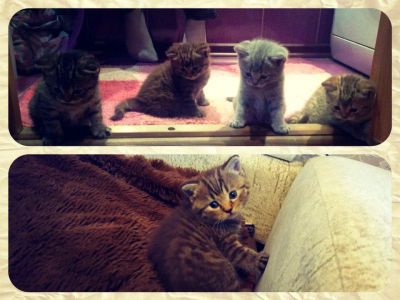 Лот: 7795143. Фото: 1. Британские котята. Кошки, котята