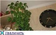 Лот: 143563. Фото: 1. Филодендрон лазающий. Горшечные растения и комнатные цветы