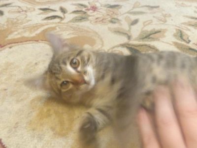 Лот: 6397181. Фото: 1. Котенок №1 пушистый и ласковый. Кошки, котята