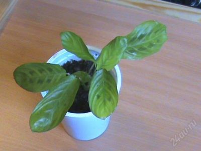 Лот: 99465. Фото: 1. маранта. Горшечные растения и комнатные цветы