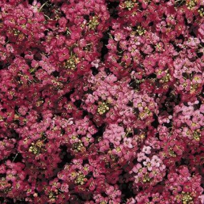 Лот: 10775016. Фото: 1. Алиссум морской (медунки) (Alyssum... Садовые цветы