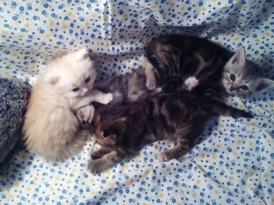 Лот: 11231543. Фото: 1. Котятки. Кошки, котята