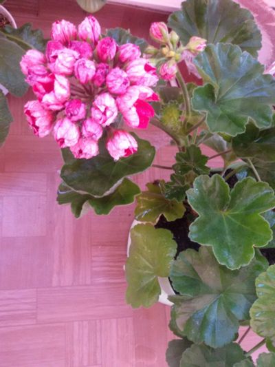 Лот: 15870125. Фото: 1. Пеларгония Victoria Andrea. Горшечные растения и комнатные цветы