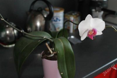 Лот: 2407891. Фото: 1. Орхидея. Горшечные растения и комнатные цветы