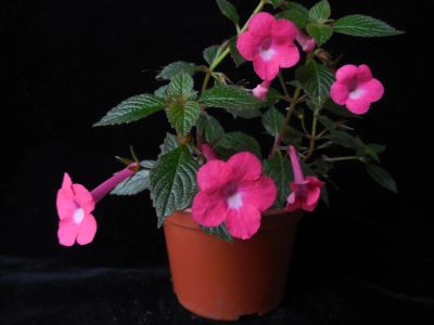 Лот: 3423428. Фото: 1. Ахименес 'Rosy Frost'(ризома). Горшечные растения и комнатные цветы