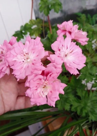 Лот: 23274951. Фото: 1. Пеларгония Unicorn Zonartic Rose. Горшечные растения и комнатные цветы