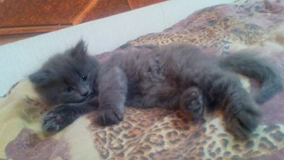 Лот: 7341528. Фото: 1. Котик в добрые руки. Кошки, котята