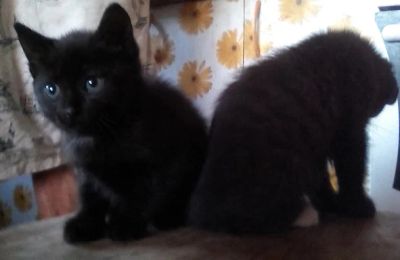 Лот: 6012016. Фото: 1. Отдам котят. Мальчик и девочка... Кошки, котята