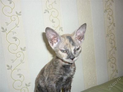 Лот: 1567405. Фото: 1. кошечка донского сфинкса, лучший... Кошки, котята