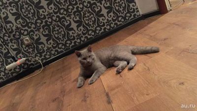 Лот: 13318417. Фото: 1. Британский кот. Кошки, котята