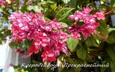 Лот: 16429189. Фото: 1. Клеродендрум яванский (прекраснейший... Горшечные растения и комнатные цветы