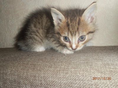 Лот: 10483481. Фото: 1. Котенок. Кошки, котята