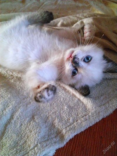 Лот: 4098181. Фото: 1. котенок. Кошки, котята