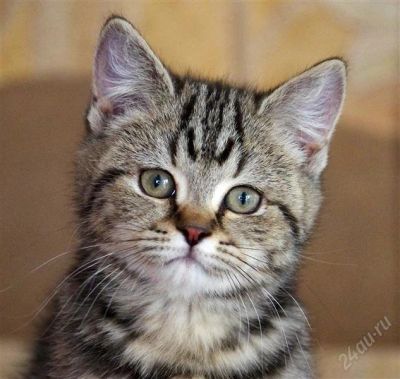 Лот: 2465803. Фото: 1. Британский короткошерстный котенок. Кошки, котята
