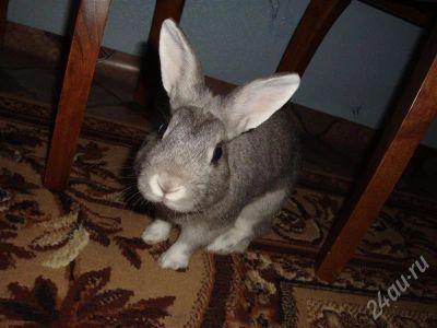 Лот: 614331. Фото: 1. декоративный кролик с клеткой... Остальные животные