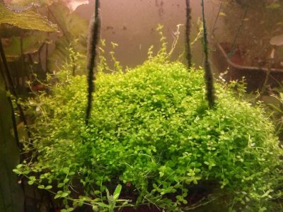 Лот: 8796286. Фото: 1. Микрантенум Монтекарло Micranthemum... Водные растения