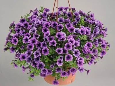 Лот: 9604071. Фото: 1. Петуния вегетативная Littletunia... Садовые цветы