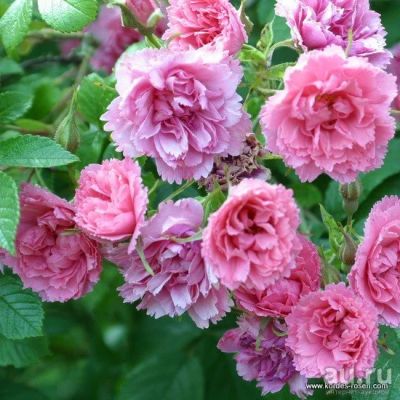 Лот: 7924051. Фото: 1. Продам розу Pink Grootendorst... Садовые цветы