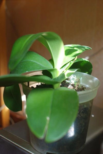 Лот: 4387191. Фото: 1. Орхидея малиновая. Горшечные растения и комнатные цветы